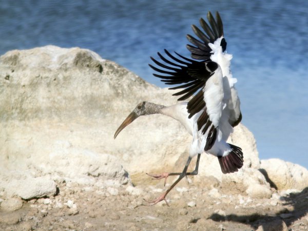 Photo (8): Wood Stork