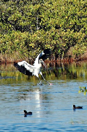 Photo (22): Wood Stork
