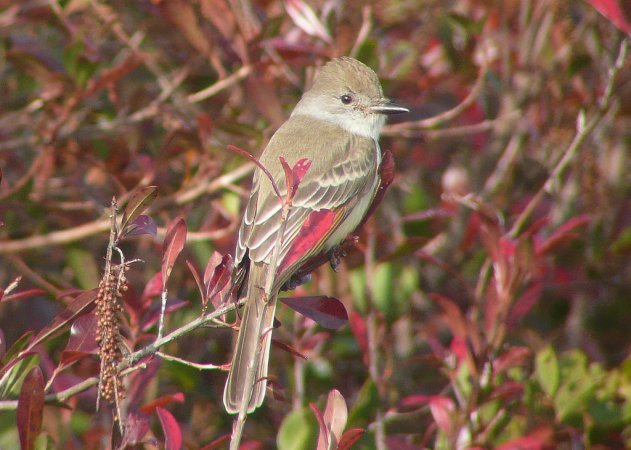 Photo (14): Ash-throated Flycatcher