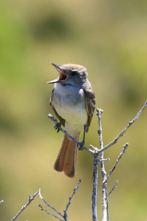 Photo (7): Ash-throated Flycatcher