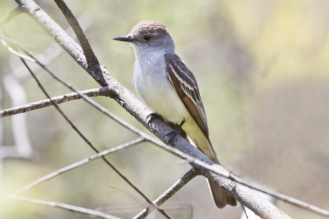 Photo (8): Ash-throated Flycatcher