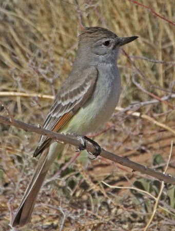 Photo (6): Ash-throated Flycatcher