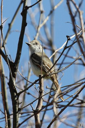 Photo (15): Ash-throated Flycatcher