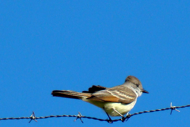 Photo (21): Ash-throated Flycatcher