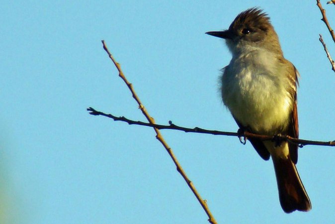 Photo (20): Ash-throated Flycatcher