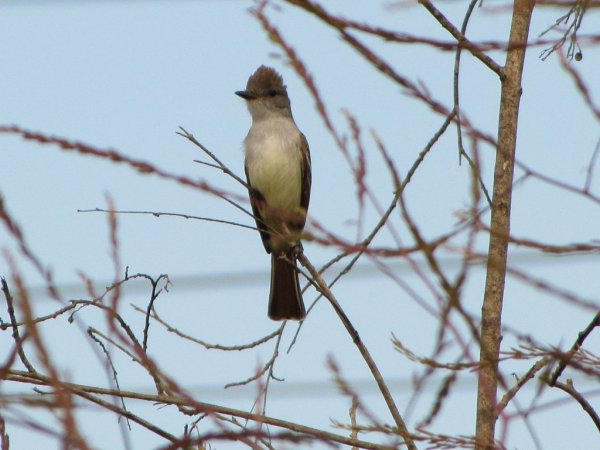 Photo (19): Ash-throated Flycatcher