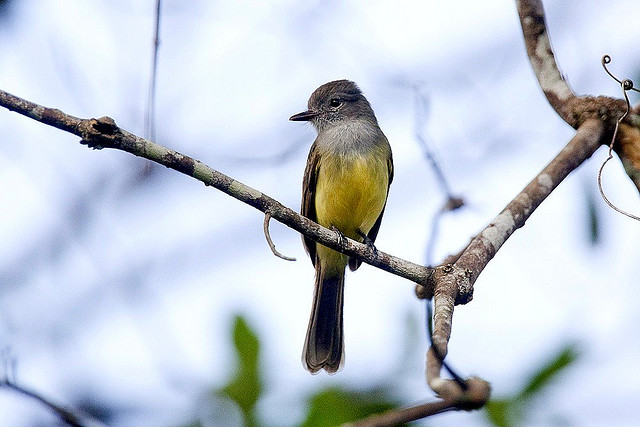 Photo (1): Panama Flycatcher