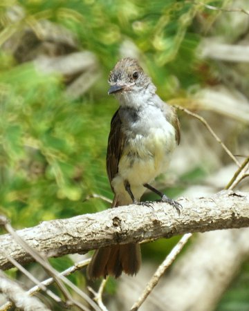 Photo (20): Brown-crested Flycatcher