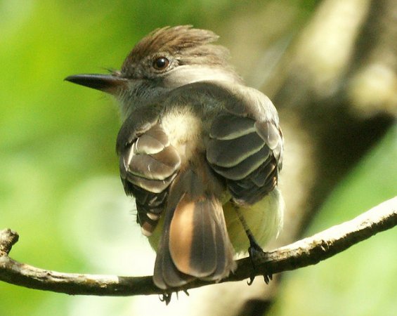 Photo (7): Brown-crested Flycatcher