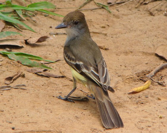 Photo (6): Brown-crested Flycatcher