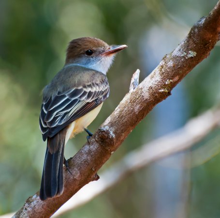 Photo (13): Brown-crested Flycatcher