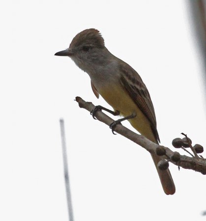 Photo (15): Brown-crested Flycatcher