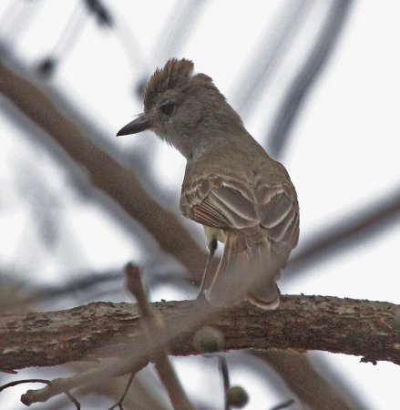 Photo (14): Brown-crested Flycatcher