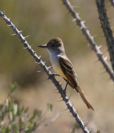Photo (12): Brown-crested Flycatcher