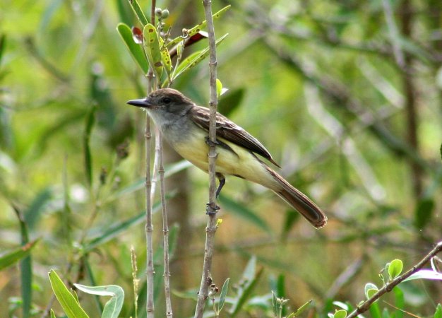 Photo (11): Brown-crested Flycatcher