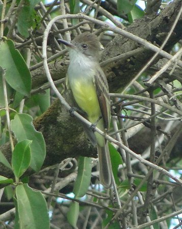 Photo (1): Venezuelan Flycatcher