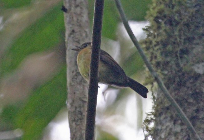 Photo (2): Sulphur-rumped Flycatcher