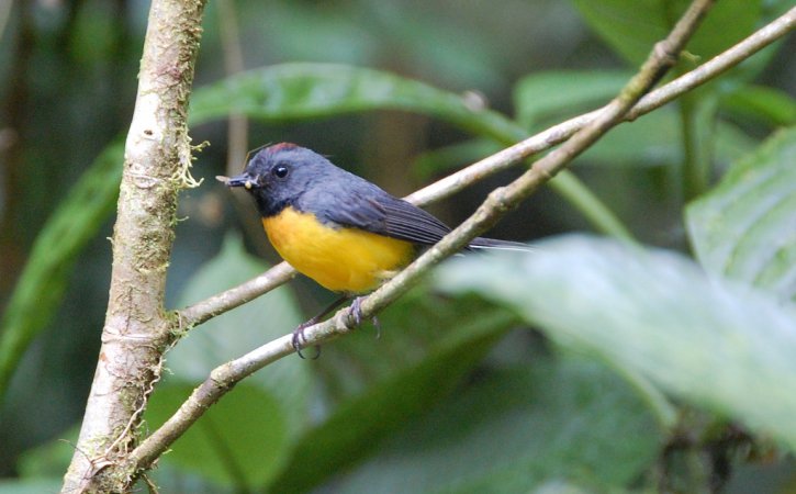 Photo (2): Slate-throated Redstart