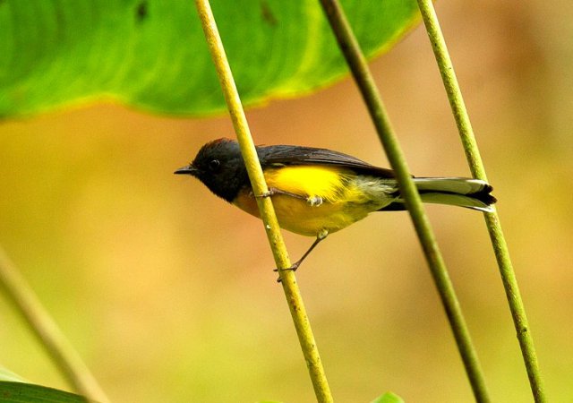 Photo (7): Slate-throated Redstart