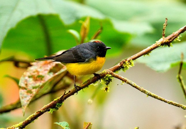 Photo (4): Slate-throated Redstart