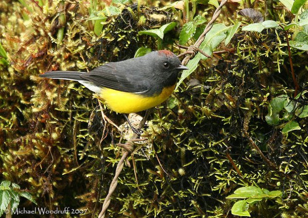 Photo (3): Slate-throated Redstart