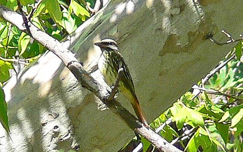 Photo (4): Sulphur-bellied Flycatcher