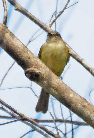 Photo (4): Forest Elaenia