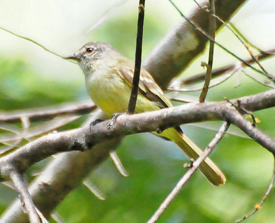 Photo (3): Forest Elaenia