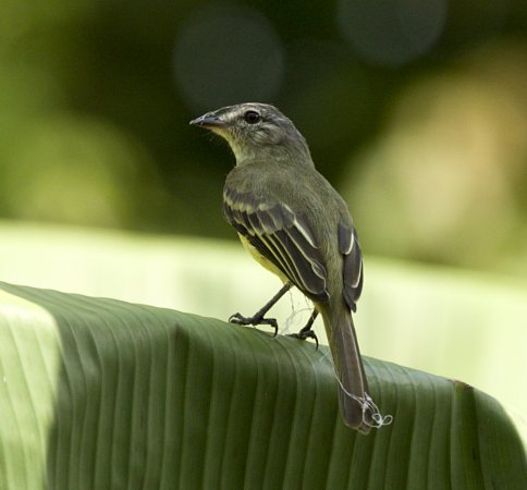Photo (1): Forest Elaenia