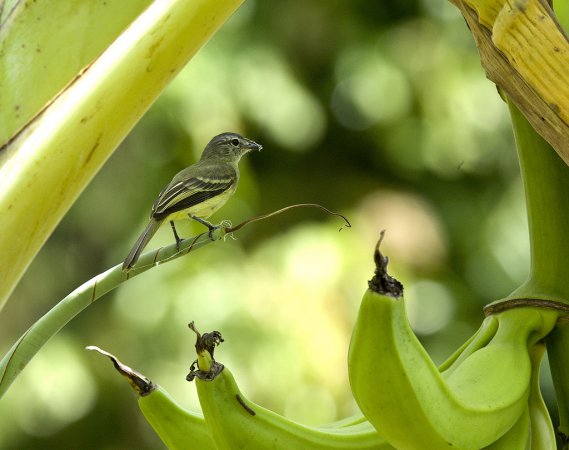 Photo (2): Forest Elaenia