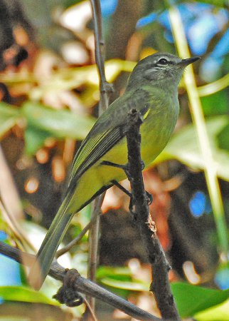 Photo (3): Greenish Elaenia