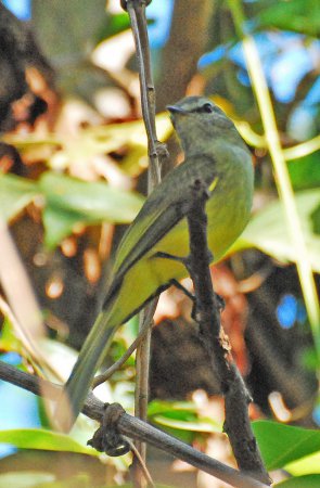 Photo (6): Greenish Elaenia