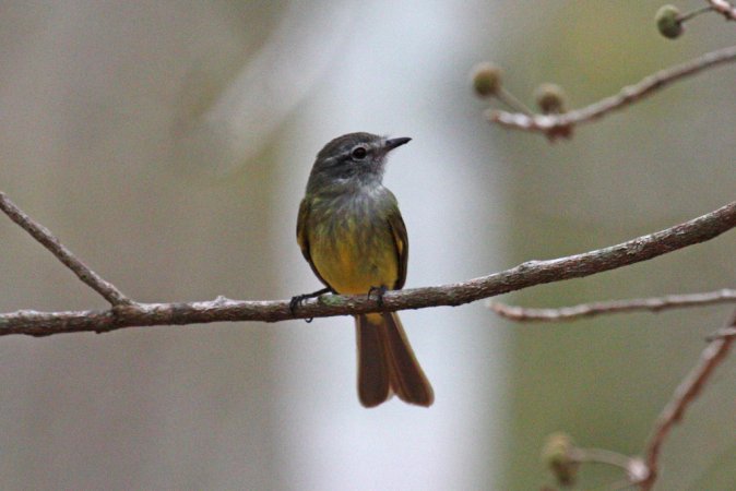 Photo (2): Greenish Elaenia