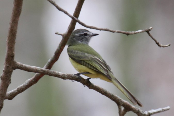 Photo (5): Greenish Elaenia