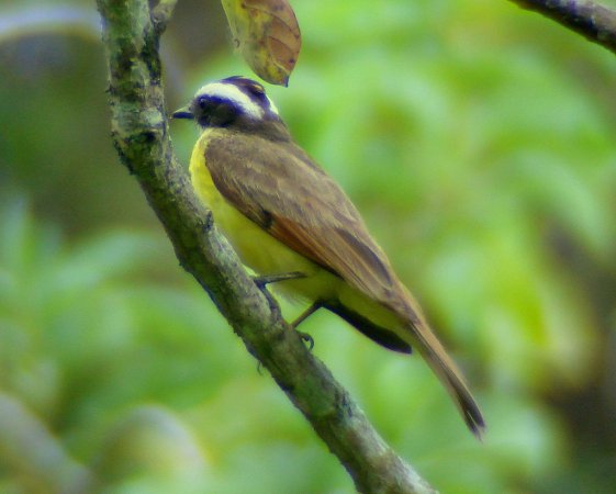Photo (4): Rusty-margined Flycatcher