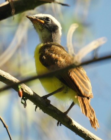 Photo (9): Rusty-margined Flycatcher