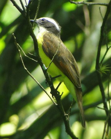 Photo (13): Rusty-margined Flycatcher