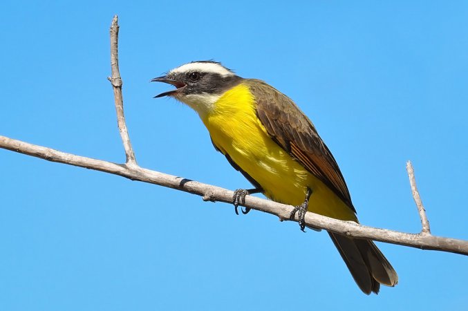 Photo (12): Rusty-margined Flycatcher