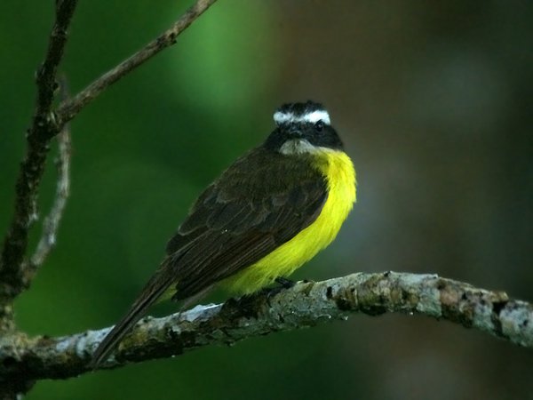 Photo (7): Rusty-margined Flycatcher