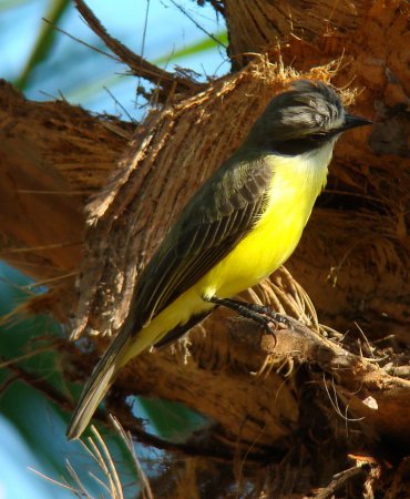 Photo (7): Gray-capped Flycatcher
