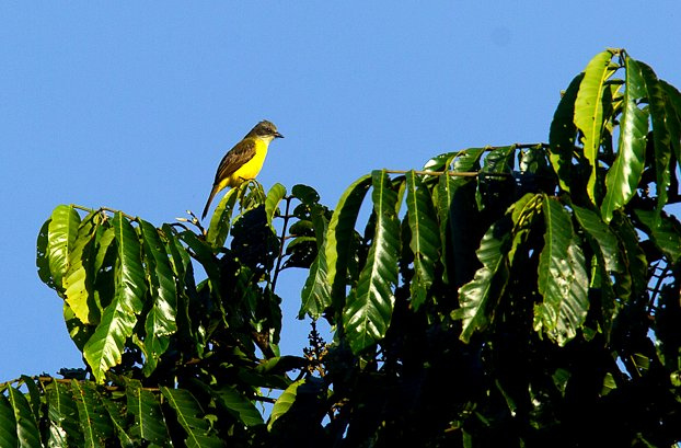 Photo (9): Gray-capped Flycatcher