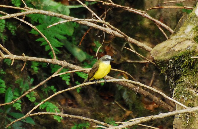 Photo (1): Gray-capped Flycatcher