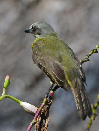 Photo (8): Gray-capped Flycatcher