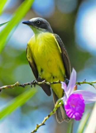 Photo (2): Gray-capped Flycatcher