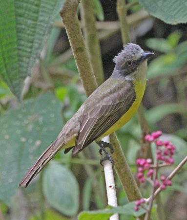 Photo (5): Gray-capped Flycatcher