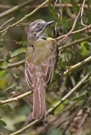 Photo (6): Gray-capped Flycatcher