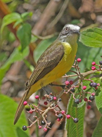 Photo (3): Gray-capped Flycatcher