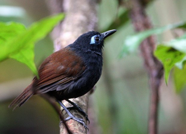Photo (2): Chestnut-backed Antbird