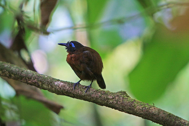 Photo (1): Chestnut-backed Antbird
