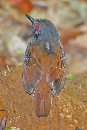 Photo (2): Magdalena Antbird